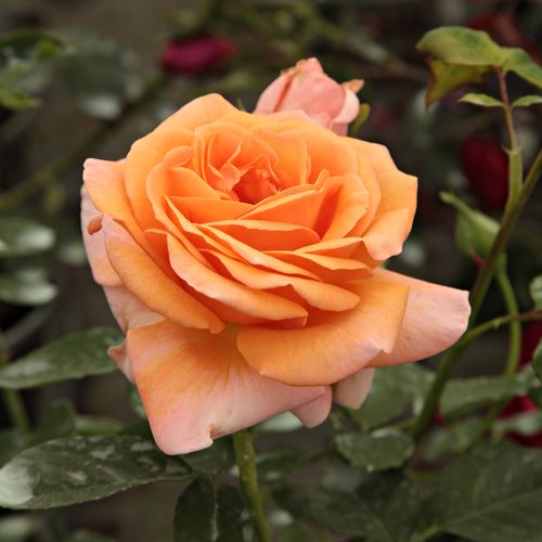 Rozenstruik - Webwinkel - Rosa Rozália - zacht geurende roos - Stamroos - Theehybriden  - oranje - Márk Gergelyhangende kroonvorm - 0